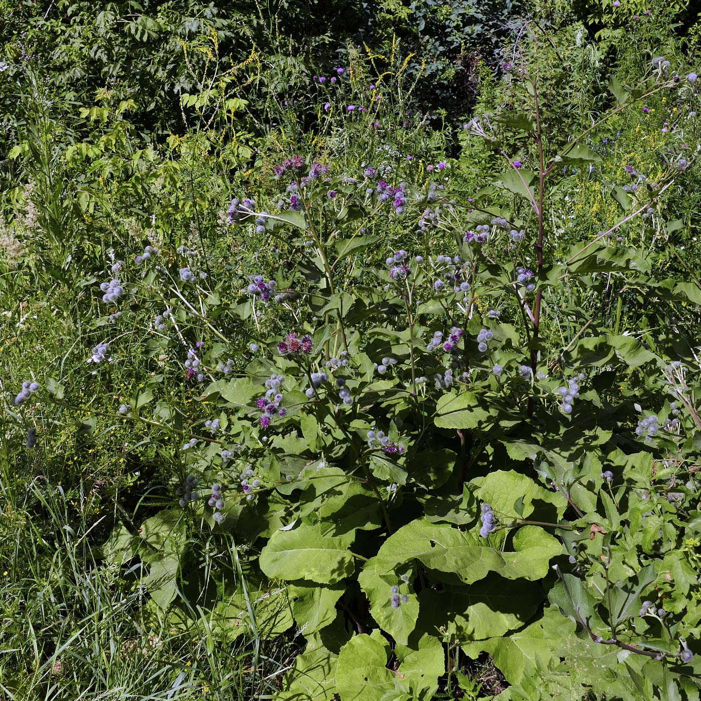 Image of Arctium tomentosum specimen.