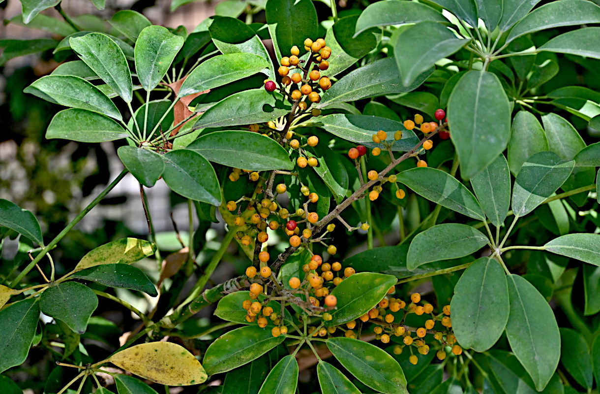 Изображение особи Heptapleurum arboricola.