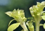 Chrysosplenium pilosum