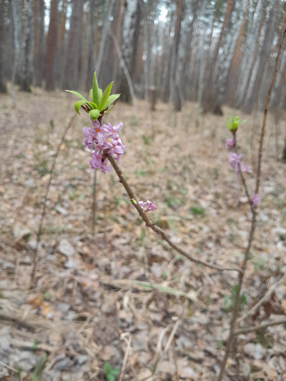 Изображение особи Daphne mezereum.
