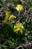 Primula macrocalyx. Цветущие и отцветающие соцветия. Грузия, край Самцхе-Джавахети, Ниноцминдский муниципалитет, окр. с. Гандзани, небольшая поляна у края соснового леса. 7 июня 2026 г.