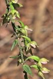 Epipactis helleborine