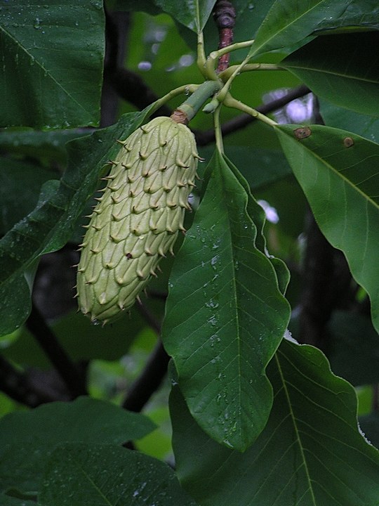 Изображение особи Magnolia hypoleuca.