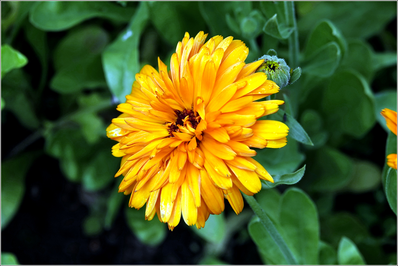 Изображение особи Calendula officinalis.