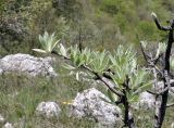 Pyrus elaeagrifolia. Ветвь вегетирующего растения. Крым, Караби-яйла, ур. Чигенитра, поляна. 16.05.2026.