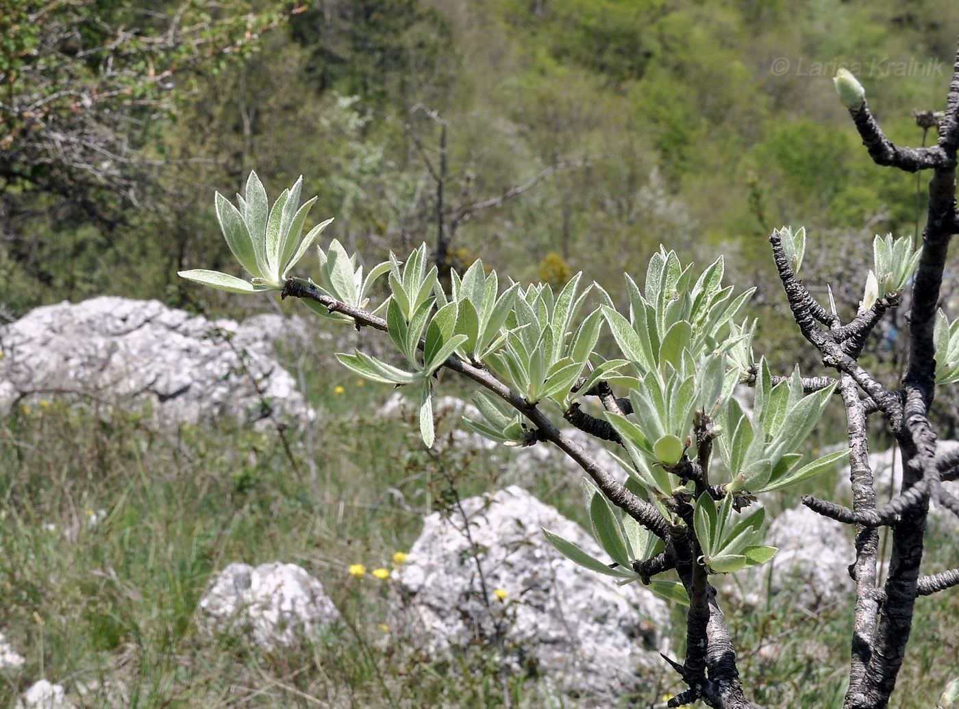 Изображение особи Pyrus elaeagrifolia.