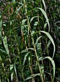 Arundo donax. Часть побега. Португалия, округ Бежа, дол. р. Мира, пойменный луг. 07.06.2026.