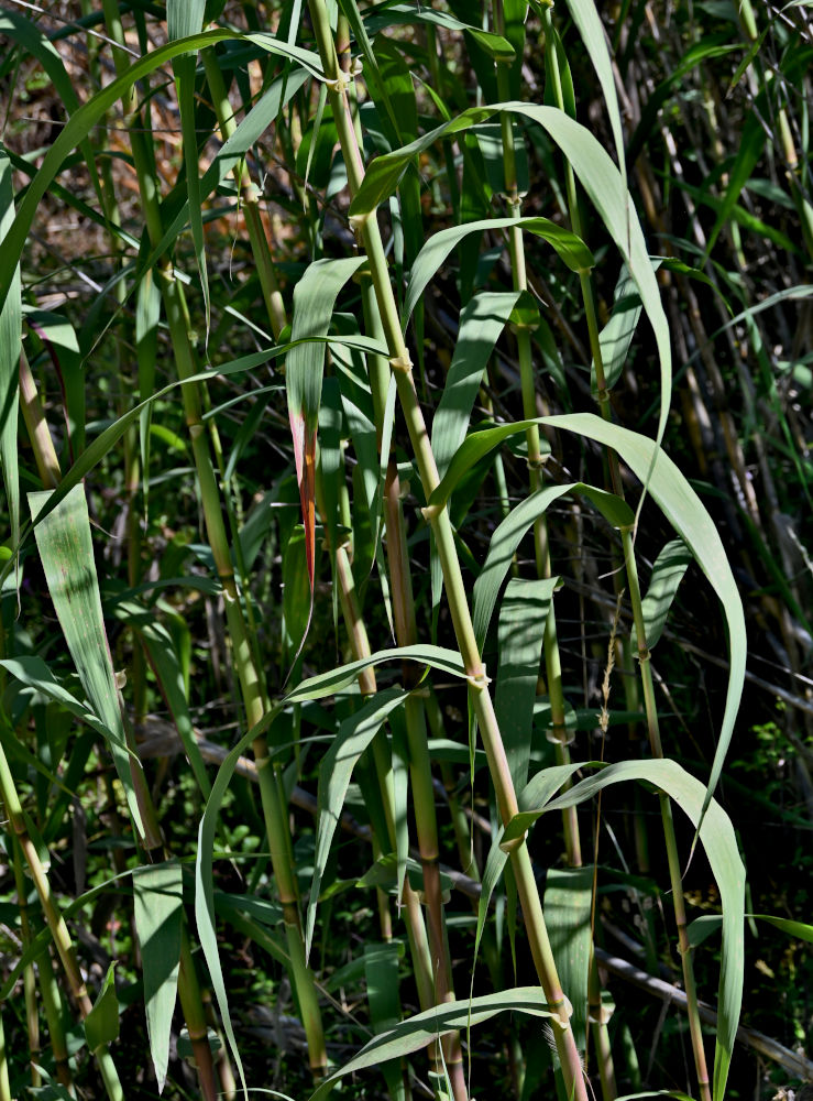 Изображение особи Arundo donax.