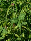Trifolium pratense. Листья. Турция, ил Артвин, окр. храма Отхта, луг. 13 июня 2026 г.