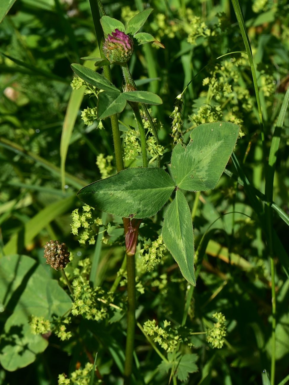 Image of Trifolium pratense specimen.