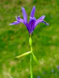 Iris ruthenica