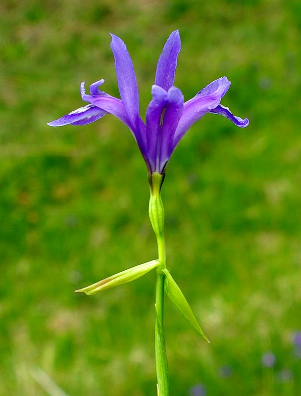 Изображение особи Iris ruthenica.