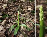 Orchis mascula