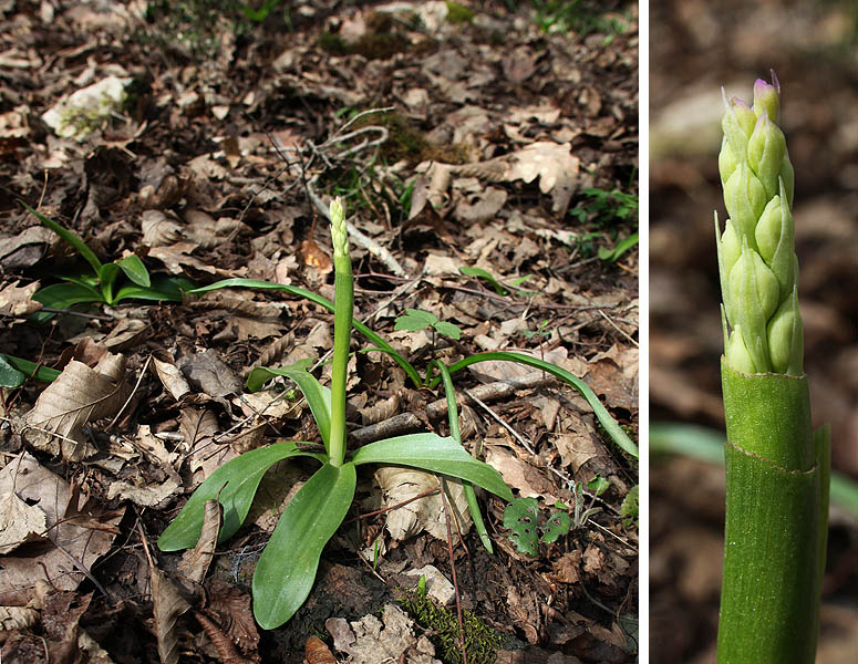 Изображение особи Orchis mascula.