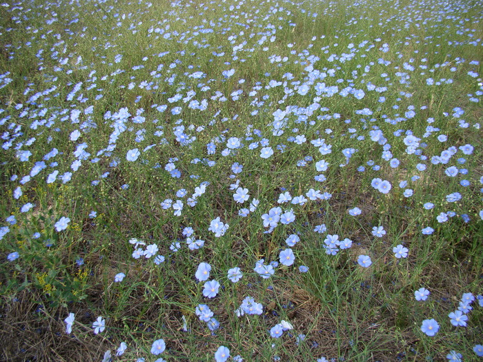 Image of Linum pallescens specimen.