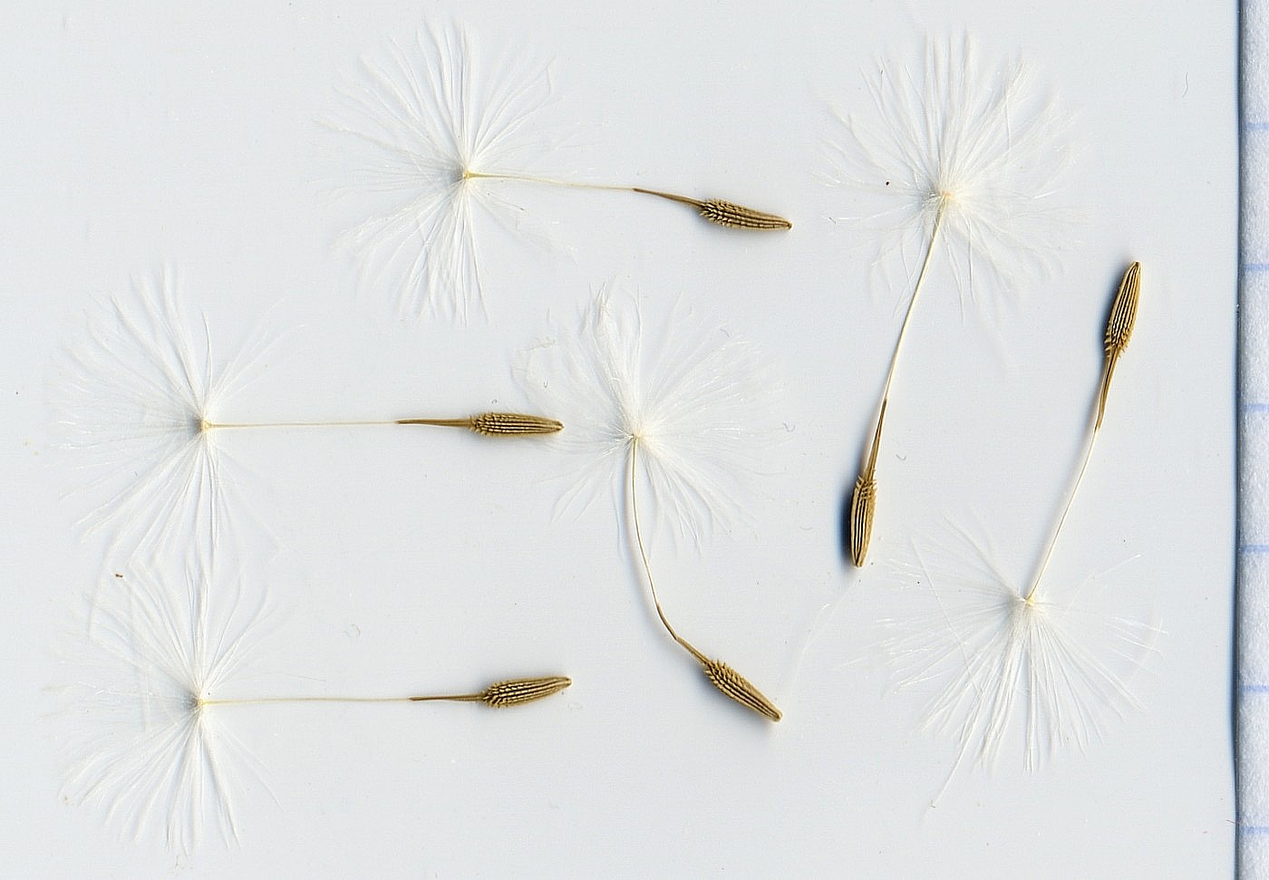 Image of Taraxacum promontoriorum specimen.