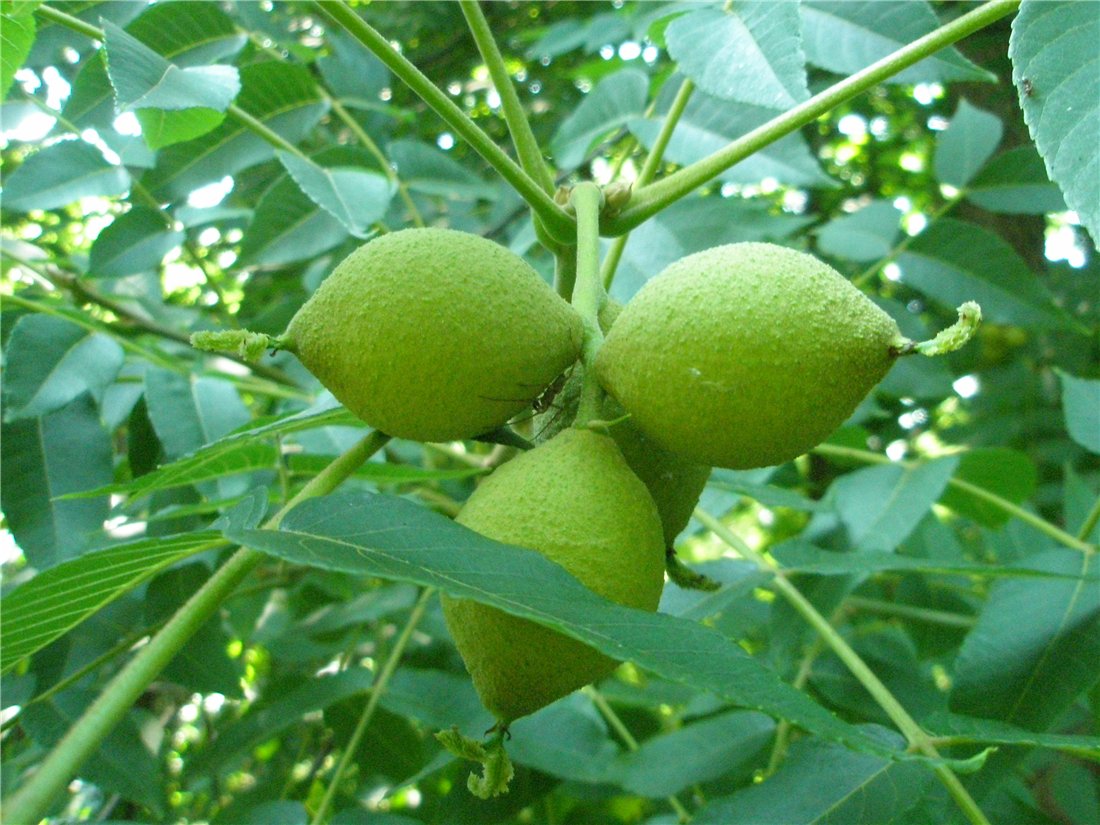 Изображение особи Juglans mandshurica.