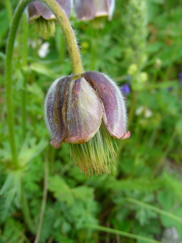 Изображение особи Pulsatilla campanella.