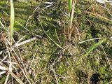 Equisetum variegatum