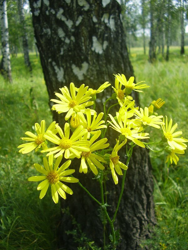 Изображение особи Senecio jacobaea.