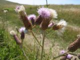 Cirsium incanum. Соцветия и соплодия. Крым, Черноморский р-н, солёное озеро Донузлав, западное побережье. 3 июля 2011 г.