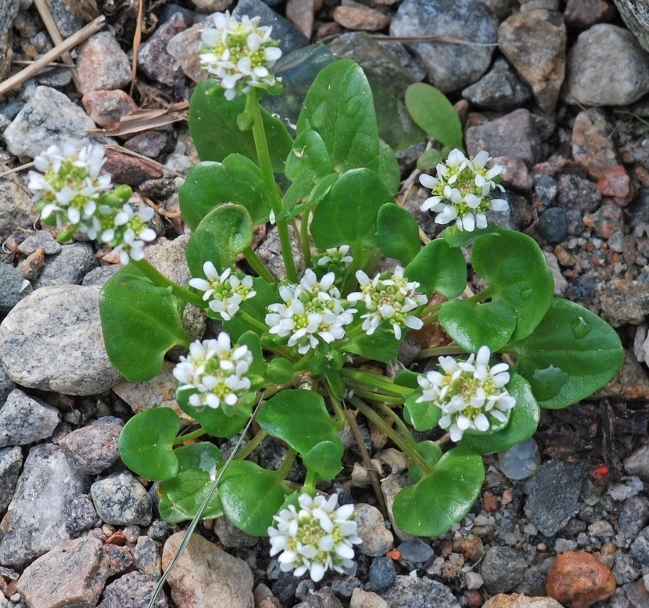 Image of Cochlearia groenlandica specimen.