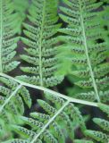 Athyrium filix-femina