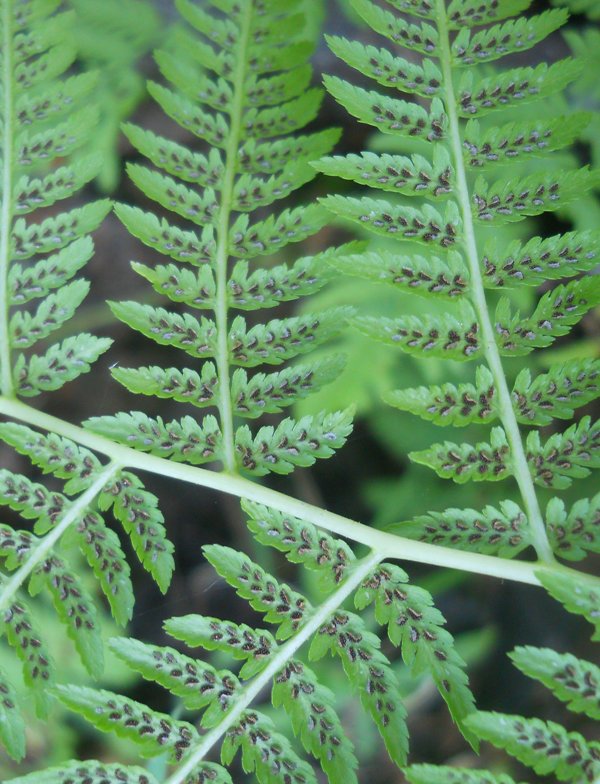 Image of Athyrium filix-femina specimen.