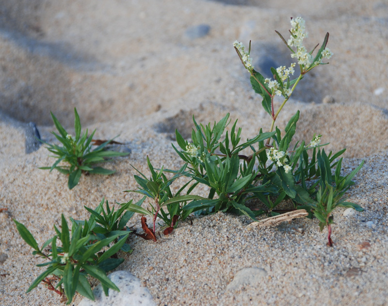 Image of Aconogonon ocreatum var. riparium specimen.