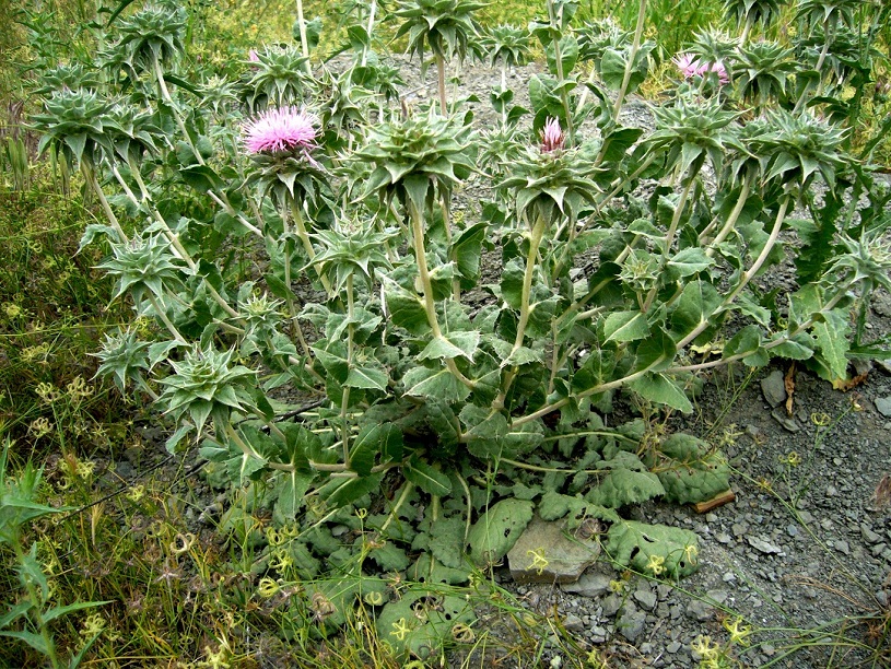 Изображение особи Cousinia verbascifolia.