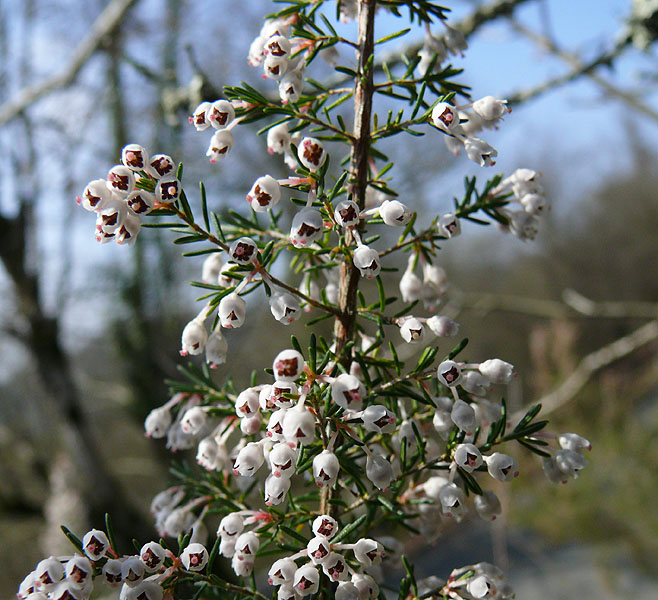 Изображение особи Erica arborea.