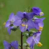 Image of taxon representative. Author is Виталий Гуменюк