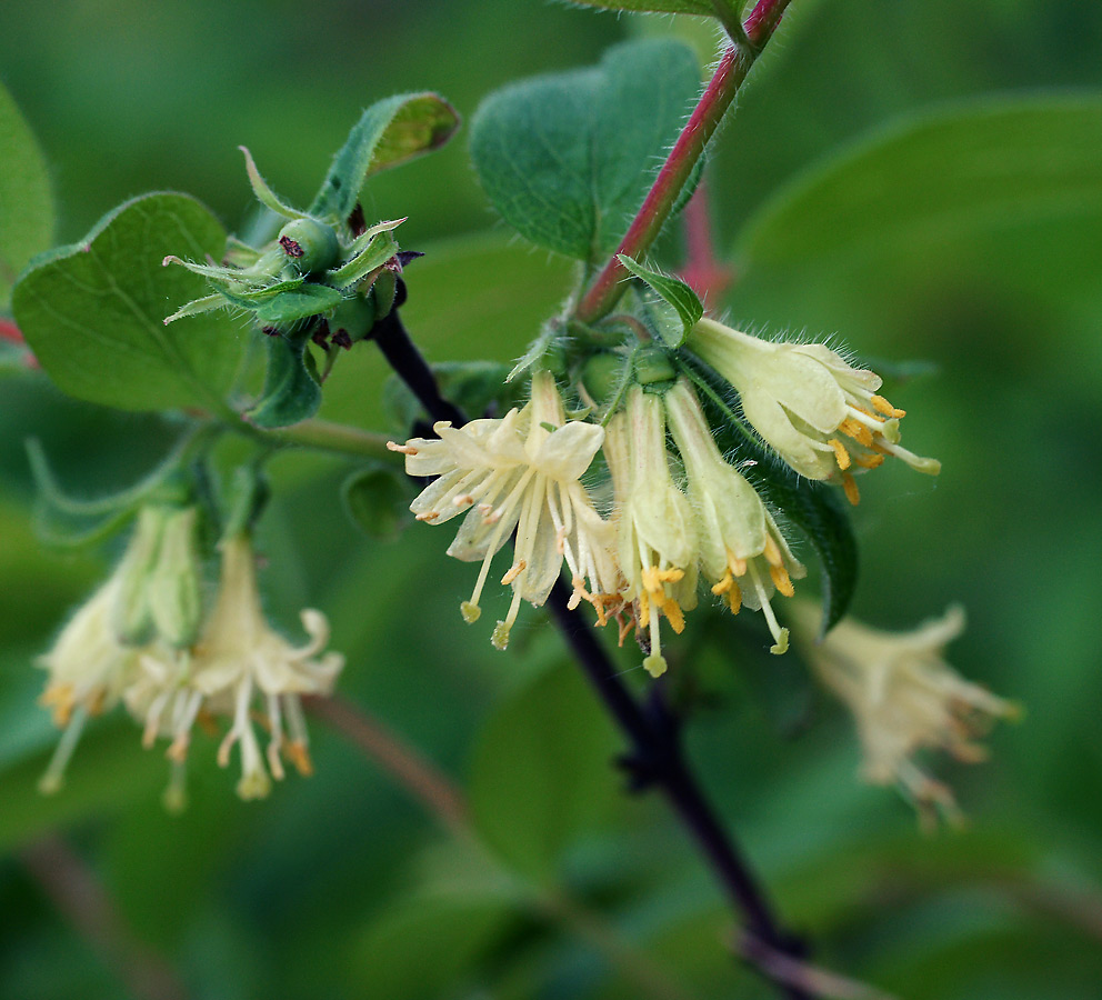Image of Lonicera edulis specimen.