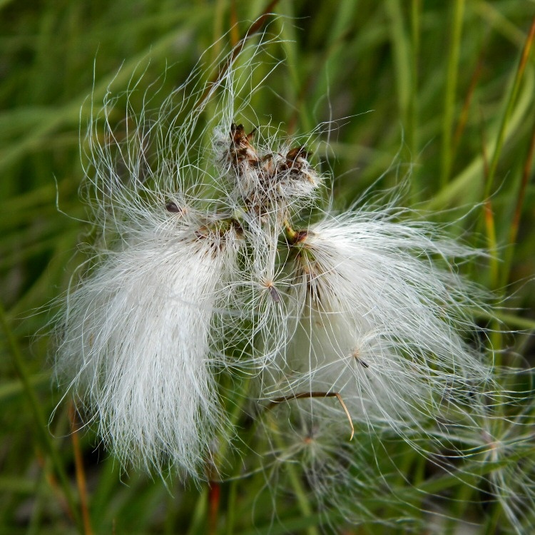 Image of Eriophorum angustifolium specimen.