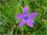 Campanula patula