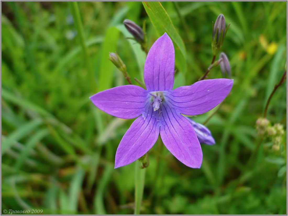 Image of Campanula patula specimen.