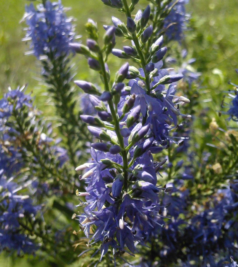 Изображение особи Veronica longifolia.