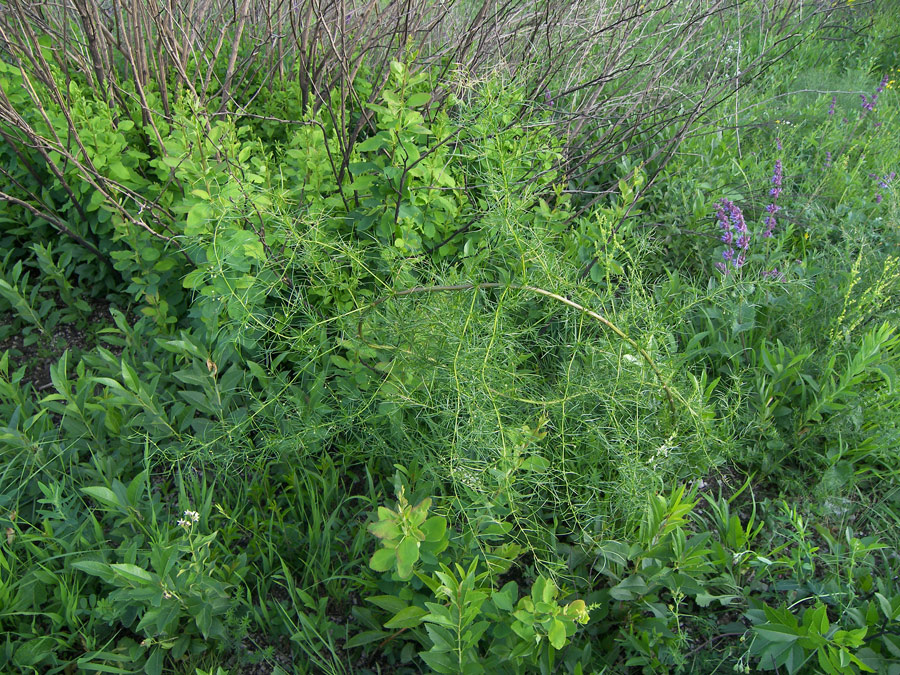 Изображение особи Asparagus verticillatus.