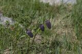 Fritillaria latifolia. Цветущие растения. Кабардино-Балкария, Эльбрусский р-н, гора Чегет, южный склон, 2500 м н.у.м. 29.06.2008.