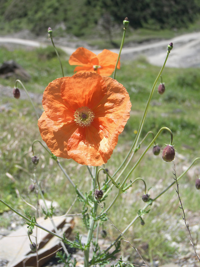 Image of Papaver fugax specimen.