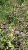 Trifolium pratense