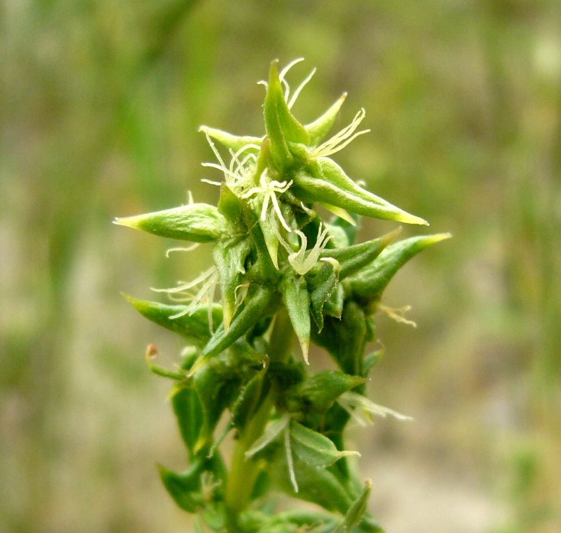 Image of Spinacia turkestanica specimen.