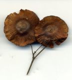 Image of taxon representative. Author is Николай Дегтярёв