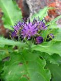 Saussurea poljakowii. Соцветия. Забайкалье, хр. Кодар. 30.07.2007.