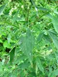 Chenopodium × striatialbum