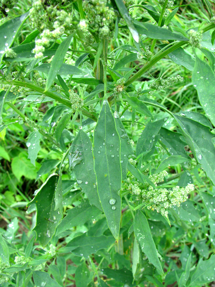 Image of Chenopodium &times; striatialbum specimen.