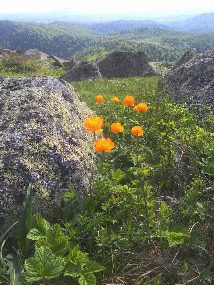 Изображение особи Trollius asiaticus.