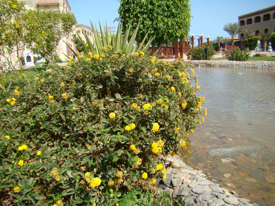 Image of Lantana camara specimen.
