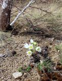 Pulsatilla patens. Цветущее растение. Алтайский край, Змеиногорский р-н, окр. с. Утка. 06.05.2011.