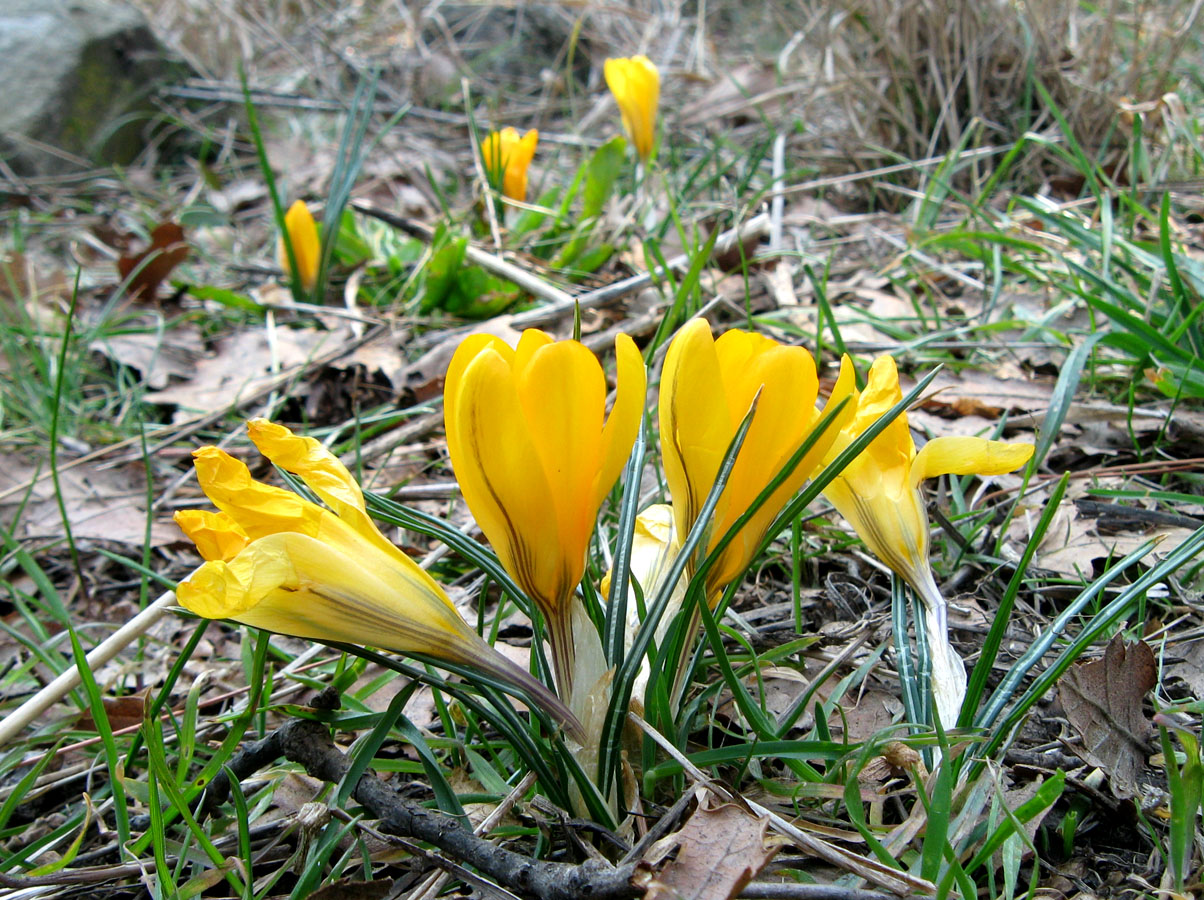 Изображение особи Crocus angustifolius.